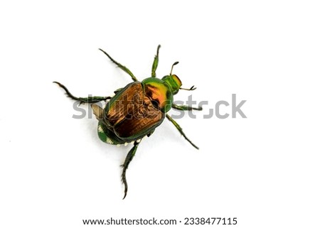 Japanese Beetle Popillia japonica isolated on a white background.