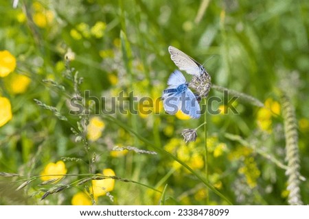 common blue butterfly adores a female