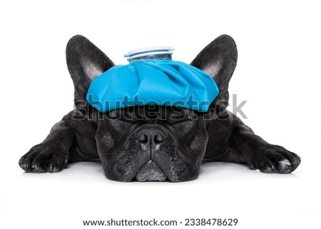 french bulldog dog very sick with ice pack or bag on head, eyes closed and suffering isolated on white background