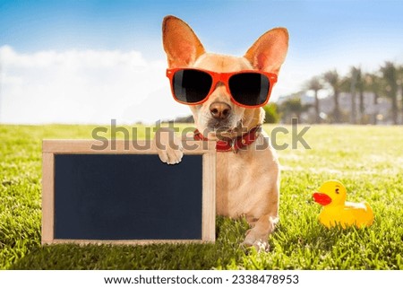 chihuahua dog relaxing and resting , lying on grass or meadow at city park on summer vacation holidays, holding a blank empty placard and blackboard, yellow rubber duck as best friend