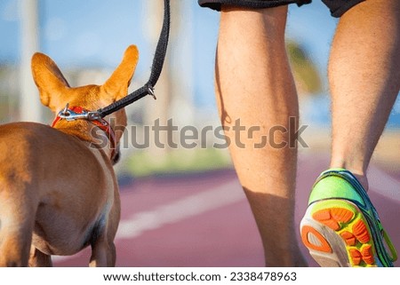 chihuahua dog close together to owner walking with leash outside at the park as friends