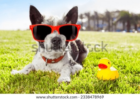 black terrier dog relaxing and resting , lying on grass or meadow at city park on summer vacation holidays, with yellow rubber duck as best friend
