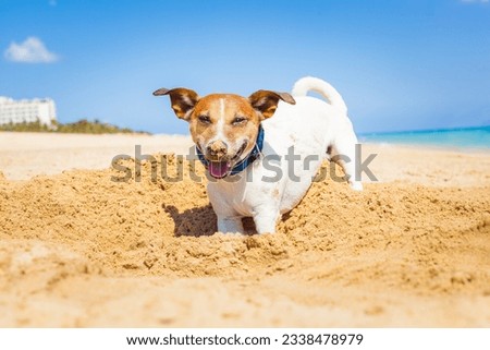 jack russell dog digging a hole in the sand at the beach on summer holiday vacation, ocean shore behind