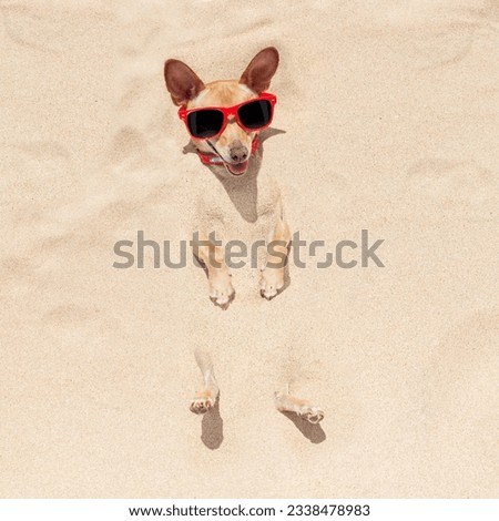 chihuahua dog buried in the sand at the beach on summer vacation holidays , wearing red sunglasses