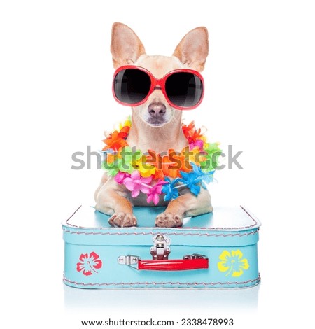 chihuahua dog with bags and luggage or baggage, ready for summer vacation holidays at the beach,isolated on white background