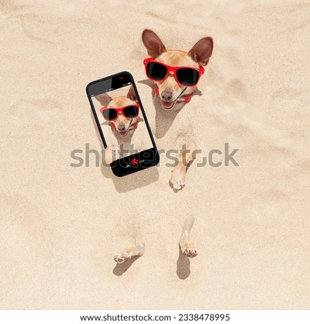 chihuahua dog buried in the sand at the beach on summer vacation holidays , taking a selfie, wearing red sunglasses