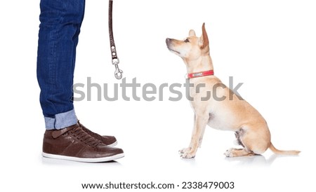 chihuahua dog ready for a walk with leash with owner , isolated on white background