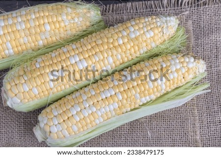 Fresh corn on the cob on sackcloth background, top view
