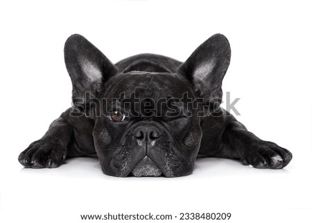 french bulldog dog exhausted or tired ,watching and staring at you like a control freak, isolated on white background