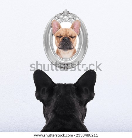french bulldog dog from back behind , watching or staring his big love in a frame at the wall, remembering old good times