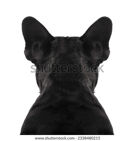 french bulldog dog looking straight, from behind showing back and rear torso , while sitting , isolated on white background