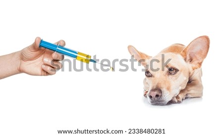 chihuahua dog with headache and sick , ill or with high fever, suffering ,syringe on its way, isolated on white background
