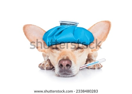 chihuahua dog with headache and hangover with ice bag or ice pack on head,thermometer in mouth with high fever, eyes closed suffering , isolated on white background