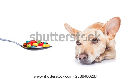 chihuahua dog with headache and sick , ill or with high fever, suffering ,medication of pills and tablets in a spoon, isolated on white background