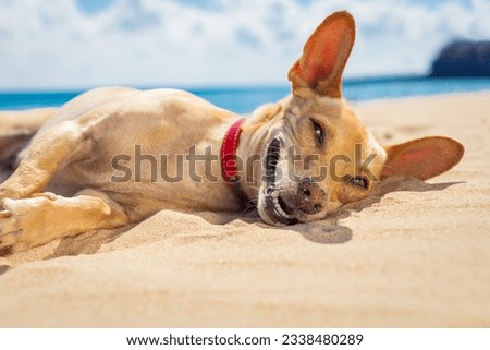 chihuahua dog relaxing and resting , lying on the sand at the beach on summer vacation holidays, ocean shore behind