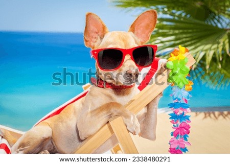 chihuahua dog relaxing on a fancy red hammock with sunglasses in summer vacation holidays at the beach under the palm tree