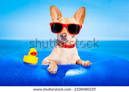 chihuahua dog on a mattress in the ocean water at the beach, enjoying summer vacation holidays, wearing red sunglasses with yellow plastic rubber duck