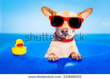 chihuahua dog on a mattress in the ocean water at the beach, enjoying summer vacation holidays, wearing red sunglasses with yellow plastic rubber duck