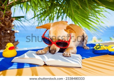 chihuahua dog reading a book and relaxing under the palm at the beach , enjoying the summer vacation holidays