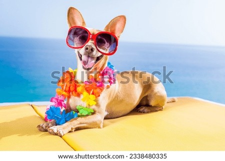 chihuahua dog under the shadow of a palm tree relaxing and resting in summer vacation holidays
