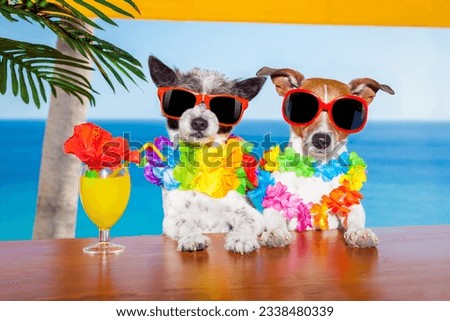 funny cool couple of dogs drinking cocktails at the bar in a beach club party with ocean view on summer vacation holidays for honeymoon trip