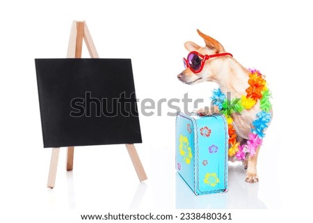 chihuahua dog with bags and luggage or baggage, ready for summer vacation holidays beside a blank and empty blackboard, isolated on white background