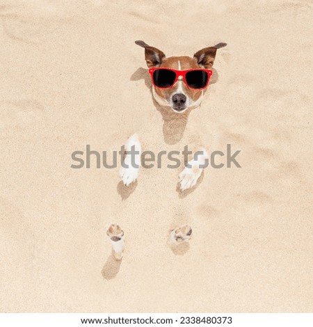 jack russell dog buried in the sand at the beach on summer vacation holidays , wearing red sunglasses