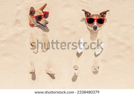 couple of two dogs buried in the sand at the beach on summer vacation holidays , having fun and enjoying ,wearing red sunglasses fun and enjoying ,wearing red sunglasses