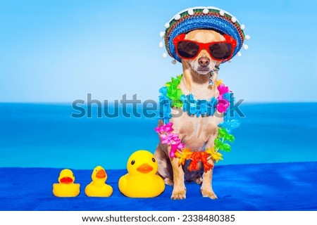 chihuahua dog with family of plastic rubber ducks, abandoned by owner