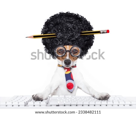 jack russell secretary dog booking a reservation online using a pc computer laptop keyboard ,with crazy silly afro wig , pencil in hair, isolated on white background
