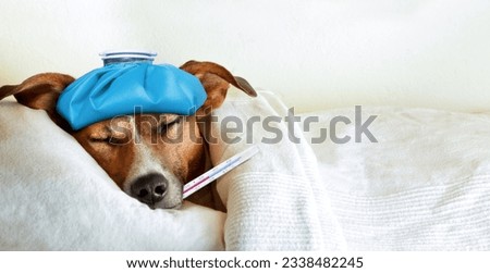 jack russell dog sleeping in bed with high fever temperature, ice bag on head, thermometer in mouth, covered by a blanket