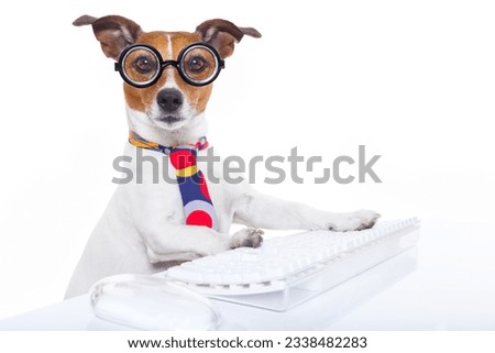 jack russell secretary dog booking a reservation online using a pc computer laptop keyboard , isolated on white background