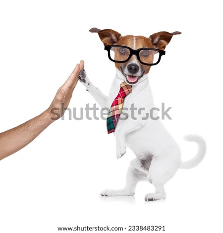 jack russell dog high five with paws with hand of owner , happy and celebrating their success as a partner and business team , isolated on white background