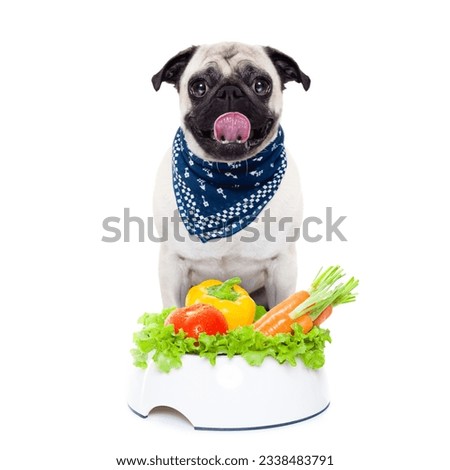 pug dog with healthy vegan food bowl, isolated on white background