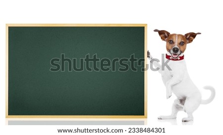 jack russell dog as school student holding a blackboard , isolated on white background
