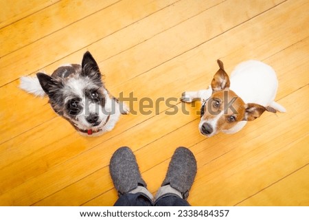 two dogs begging looking up to owner begging for walk and play ,on the floor inside their home