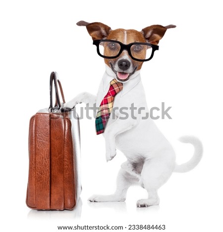 jack russell dog office worker with tie, black glasses holding a suitcase or bag luggage, isolated on white background