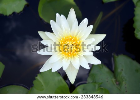 white lotus flower and lotus Leaf