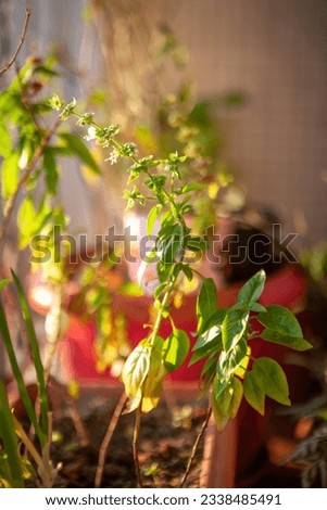A herb garden on a balcony of a city apartment with plants growing on the sides. Pictured are basil, spring onions and coriander.