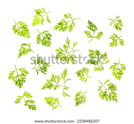 Top view scattered fresh dill leaves, isolated on white background.