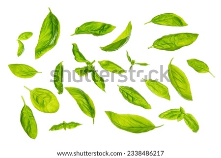 Overhead view scattered fresh sweet basil leaves, isolated on white background.