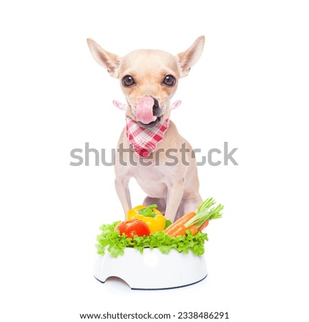 chihuahua dog with healthy vegan food bowl, isolated on white background