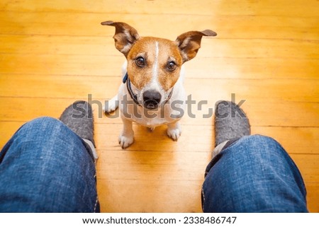 jack russell dog ready for a walk with owner begging, sitting and waiting ,on the floor inside their home