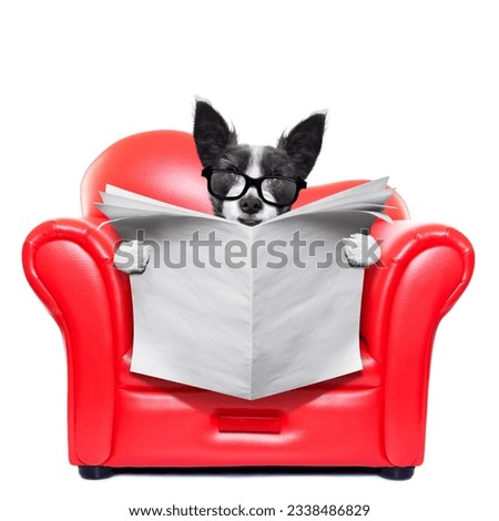 terrier dog reading blank empty newspaper on a red sofa , couch, or lounger , in living room , isolated on white background