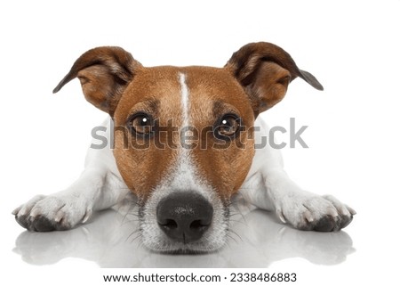jack russell dog looking and staring at you ,while lying on the ground or floor, isolated on white background