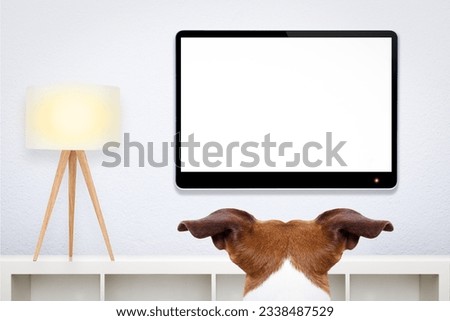 jack russell, dog in front of a blank and empty tv television or pc computer screen, and watching , in his living room