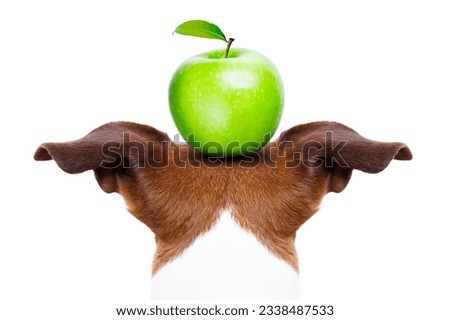 jack russell dog balancing a green apple on the head , isolated on white background