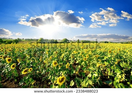 Landscape with blossoming sunflowers under sunny sky