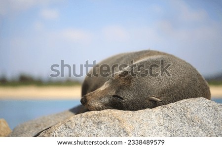 Sleepy fur seal lazing on a rock in the glorious sunshine. Fur seals are any of nine species of pinnipeds in the Otariidae family.