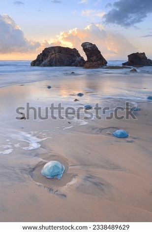 Thousands of blue jelly blubber jellyfishes ranging from small egg size to dinner plate sizes washed ashore with Watonga rocks and sunrise reflections in the tidal flows